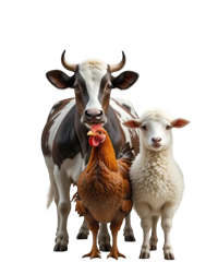 Мал аж ахуй